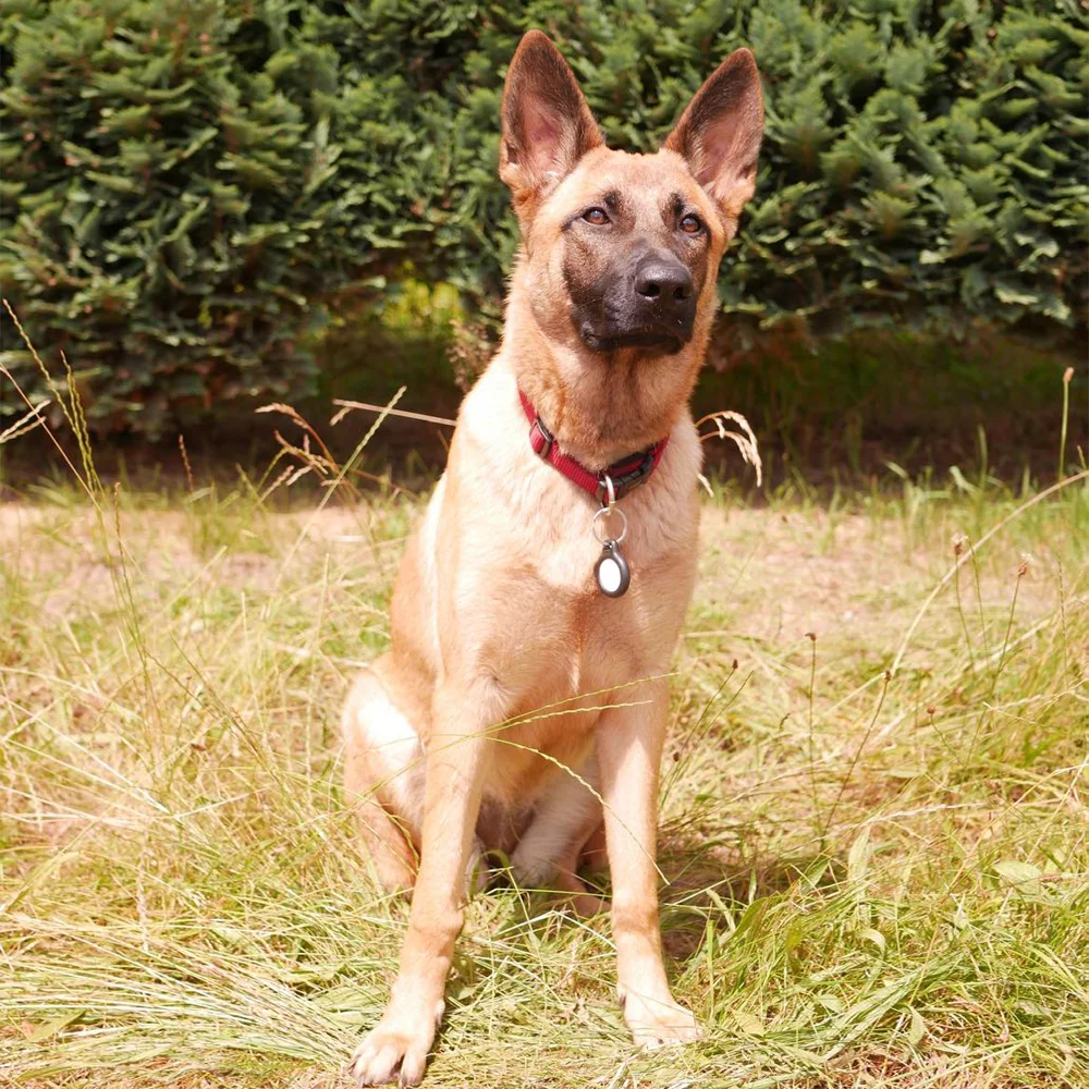 Schäferhund sitzt auf einer Wiese mit Tannenbäumen im Hintergrund